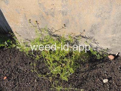 bedstraw, catchweed