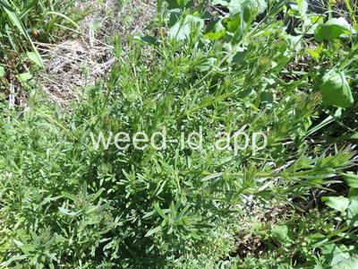 bedstraw, catchweed