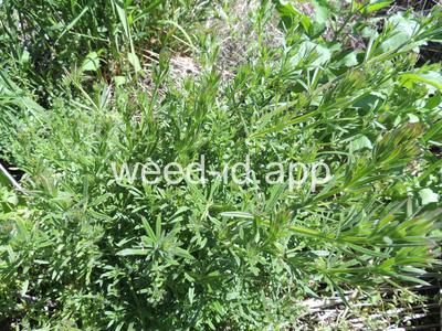 bedstraw, catchweed
