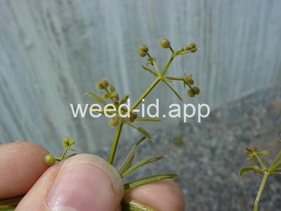 bedstraw, catchweed