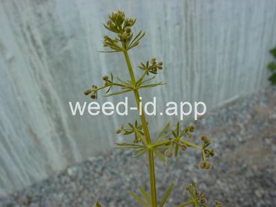 bedstraw, catchweed