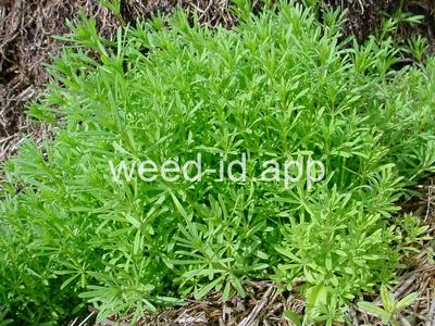 bedstraw, catchweed