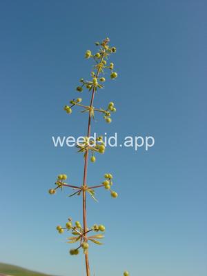 bedstraw, catchweed