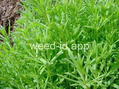 bedstraw, catchweed