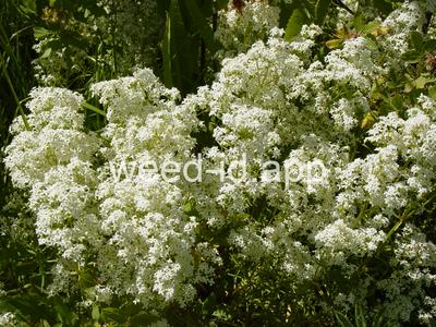 bedstraw, northern