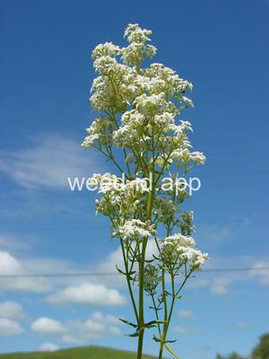 bedstraw, northern