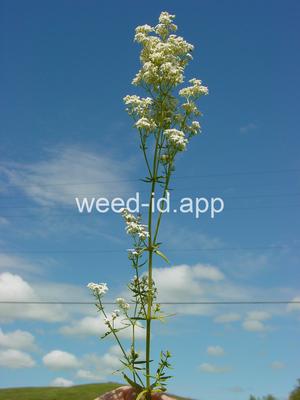 bedstraw, northern