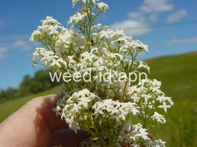 bedstraw, northern
