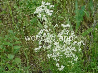 bedstraw, northern