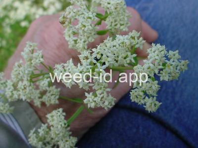 bedstraw, northern