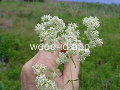 bedstraw, northern