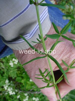 bedstraw, northern