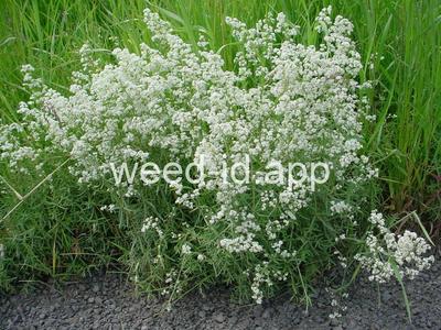 bedstraw, northern