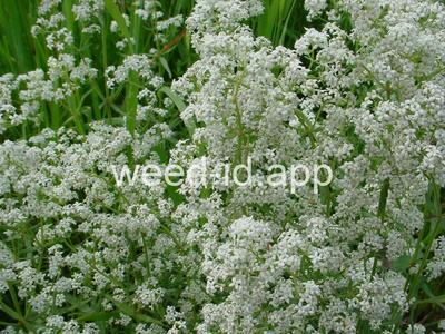 bedstraw, northern