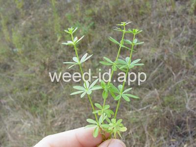 bedstraw, smooth