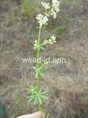 bedstraw, smooth