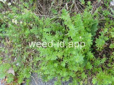 bedstraw, smooth