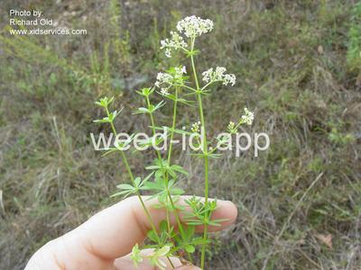 bedstraw, smooth