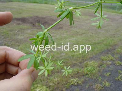 bedstraw, smooth