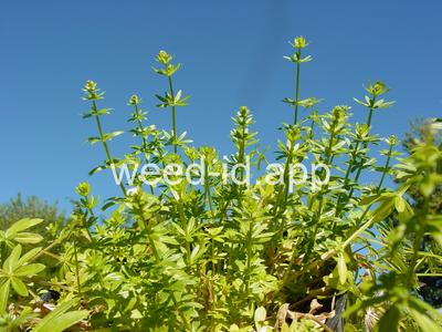 bedstraw, smooth