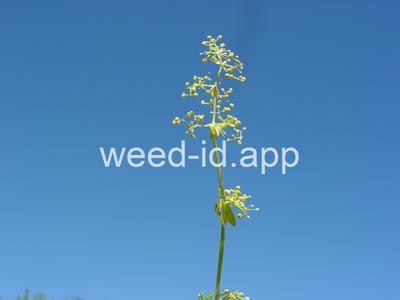 bedstraw, smooth