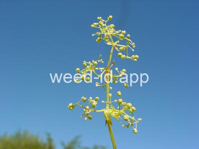bedstraw, smooth