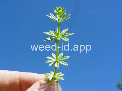 bedstraw, smooth