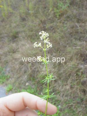 bedstraw, smooth