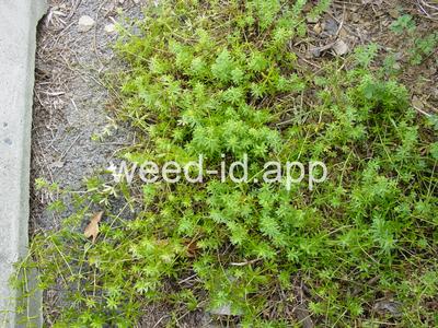 bedstraw, smooth