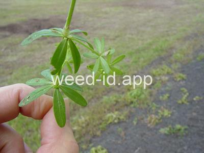 bedstraw, smooth