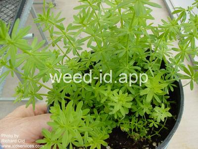 bedstraw, smooth