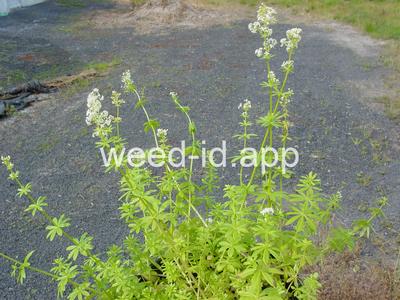 bedstraw, smooth