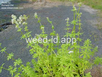 bedstraw, smooth