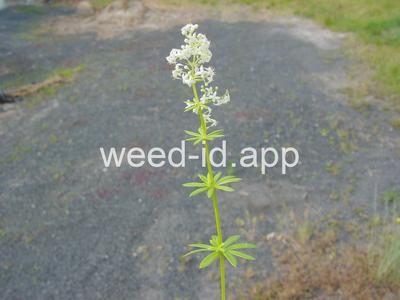 bedstraw, smooth