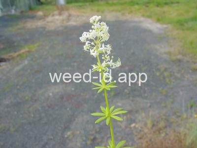 bedstraw, smooth