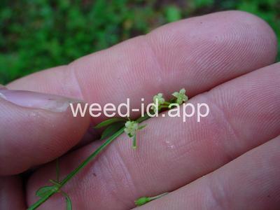Galium uniflorum