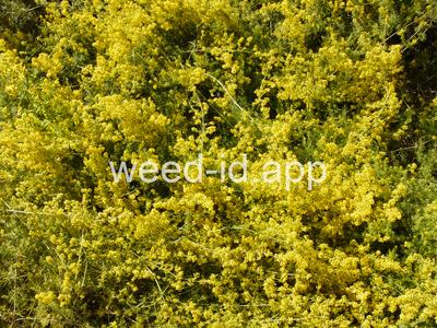 bedstraw, yellow