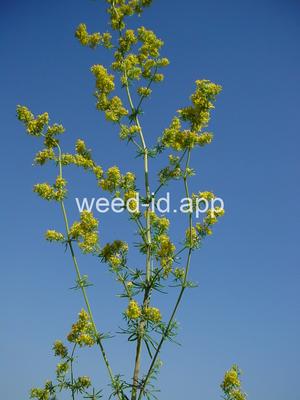 bedstraw, yellow