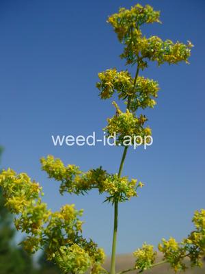 bedstraw, yellow