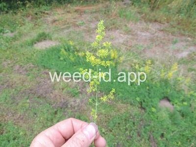 bedstraw, yellow