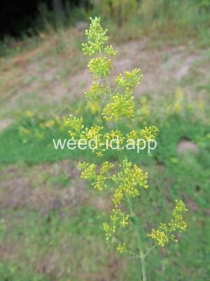bedstraw, yellow