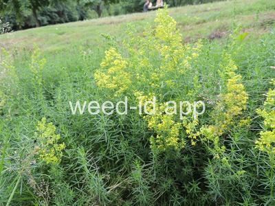 bedstraw, yellow