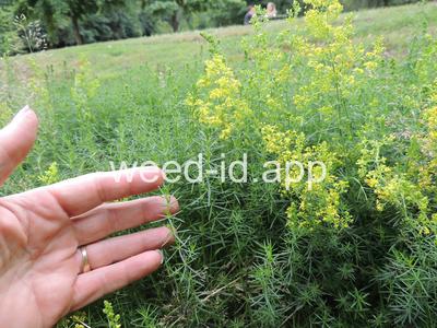 bedstraw, yellow