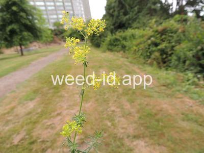 bedstraw, yellow
