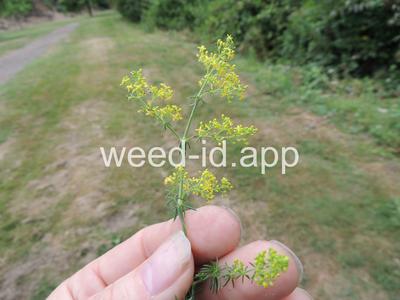 bedstraw, yellow