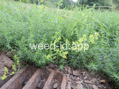 bedstraw, yellow