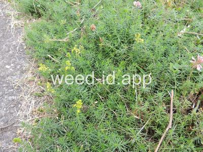 bedstraw, yellow