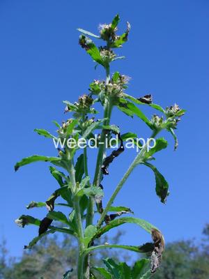 cudweed, purple