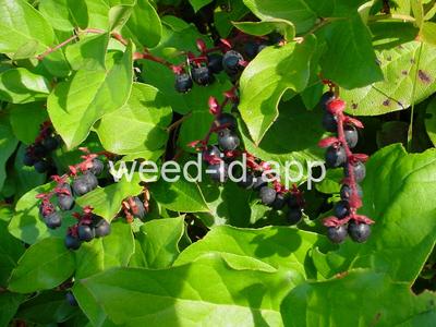 Gaultheria shallon