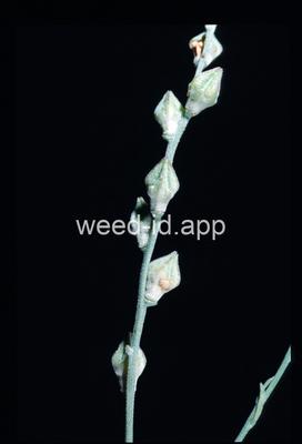 Gaura coccinea